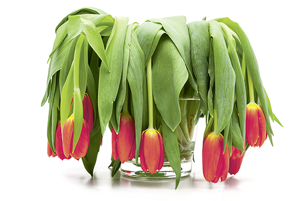 Tulpe 600x400 WEB
