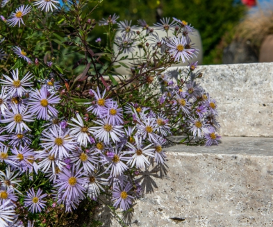 Gartengestaltung Schwimmbad Solothurn6