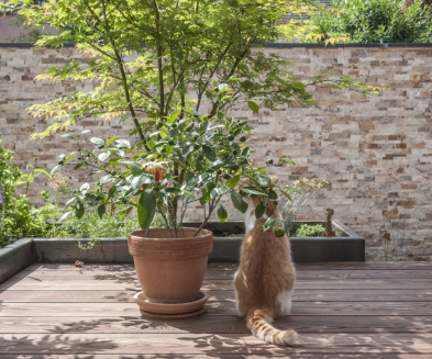 Vorher Nacher Gartenumgestaltung Zuchwil4